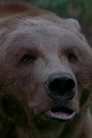 Bart the Bear photo