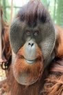 Sam the Orangutan photo